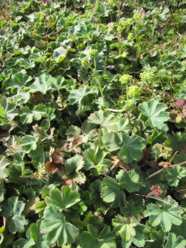 Preview: Alchemilla caucasica 3